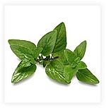 Mediterranean Oregano leaves.