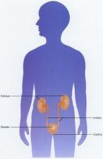 Bladder Infection - The Most Common Urinary Problem Among Kids: What You Need to Know