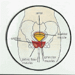 Urinary tract infection, also known as bladder infection